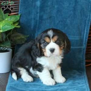 Jett, Cavachon Puppy