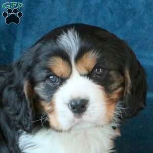 Jett, Cavachon Puppy