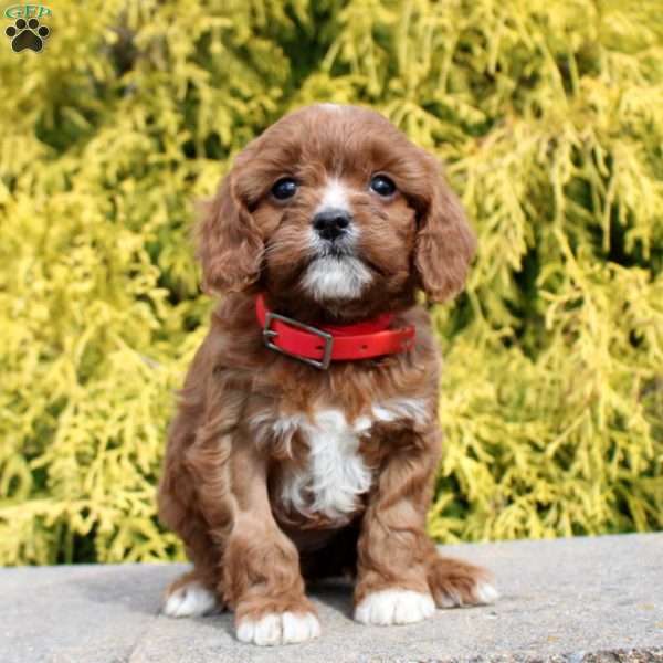 Jolly, Cavapoo Puppy