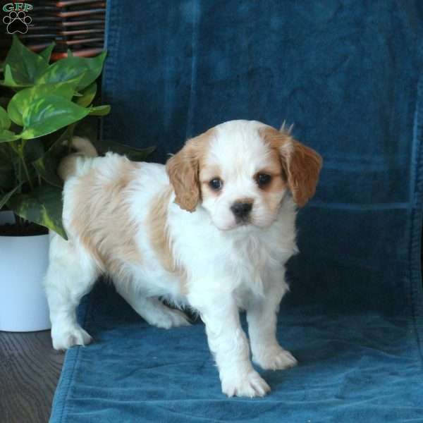 Joy, Cavachon Puppy