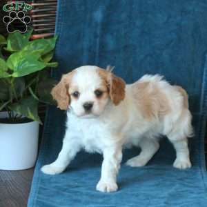 Joy, Cavachon Puppy