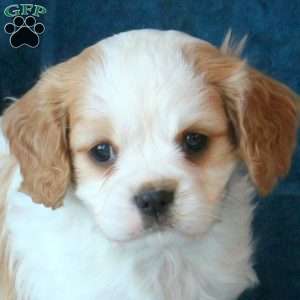 Joy, Cavachon Puppy