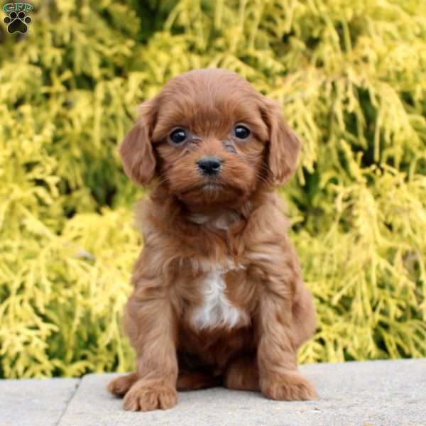 Joyce, Cavapoo Puppy