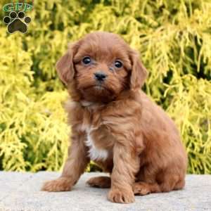 Joyce, Cavapoo Puppy