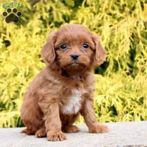 Joyce, Cavapoo Puppy