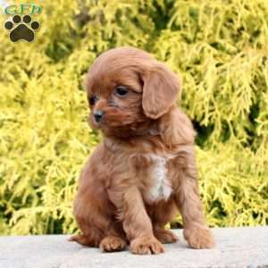 Joyce, Cavapoo Puppy