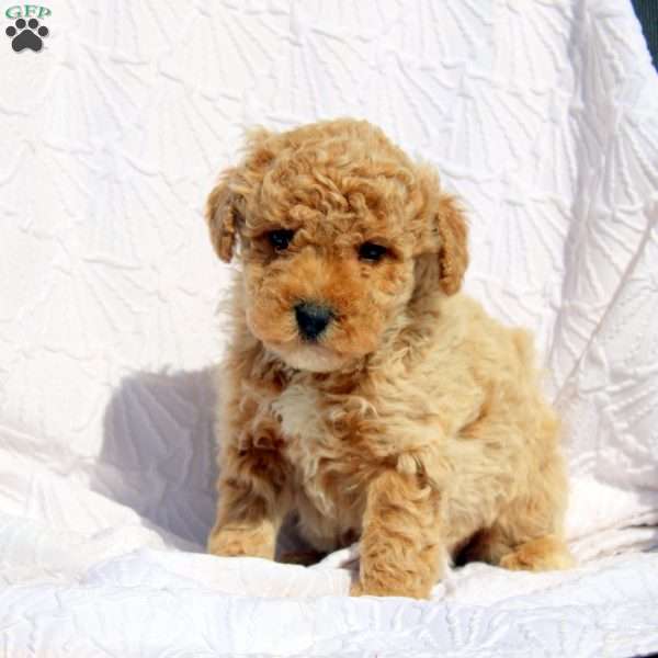 Jude, Bich-Poo Puppy