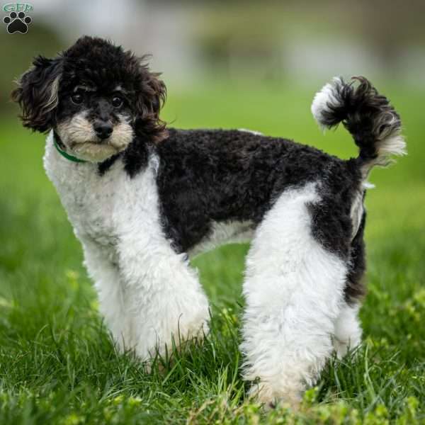 Jude, Toy Poodle Puppy