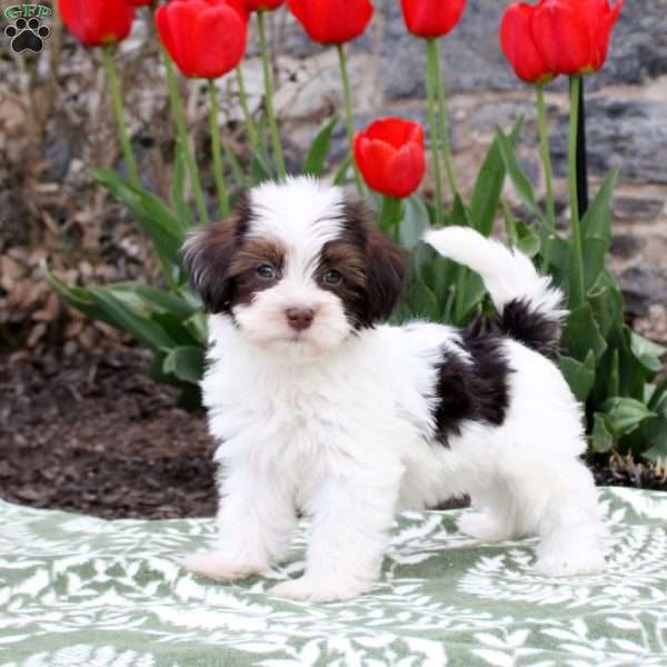 Julie, Havanese Puppy