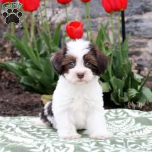 Julie, Havanese Puppy