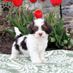 Julie, Havanese Puppy