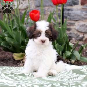 Julie, Havanese Puppy