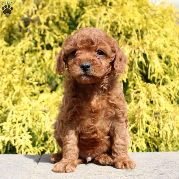 Jumper, Cavapoo Puppy