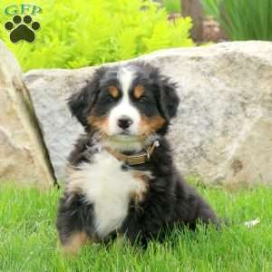 Juniper - Bernese Mountain Dog Puppy For Sale in Pennsylvania