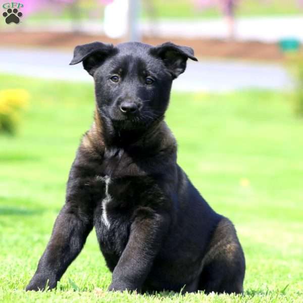 Kane, Belgian Malinois Puppy