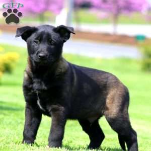 Kane, Belgian Malinois Puppy