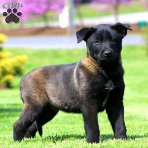Kane, Belgian Malinois Puppy