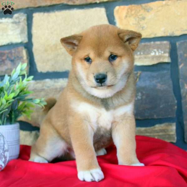 Kaptain, Shiba Inu Puppy