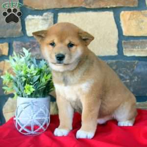 Kaptain, Shiba Inu Puppy
