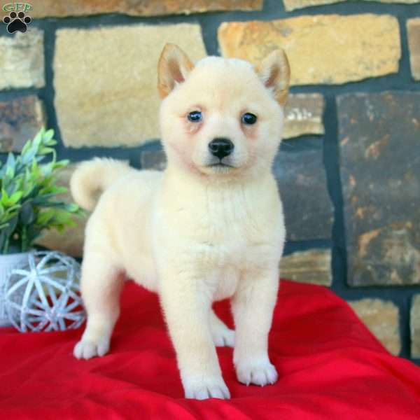 Karter, Shiba Inu Puppy
