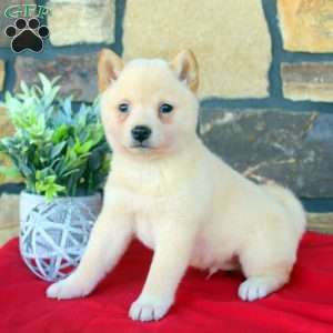 Karter, Shiba Inu Puppy