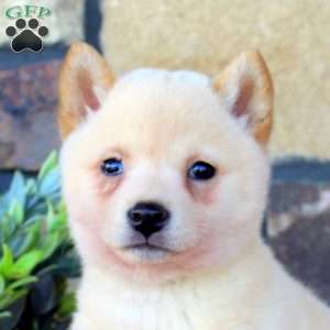 Karter, Shiba Inu Puppy