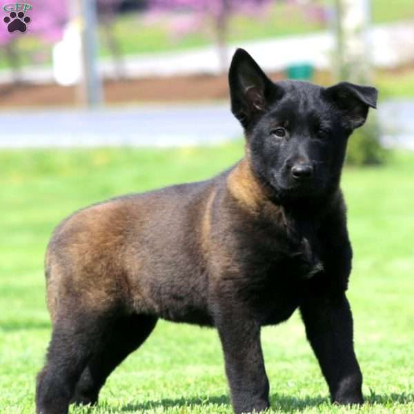 Kathy, Belgian Malinois Puppy