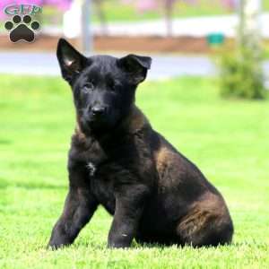 Kathy, Belgian Malinois Puppy