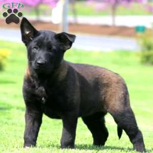 Kathy, Belgian Malinois Puppy