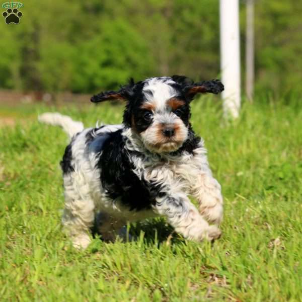 Kayla, Cavapoo Puppy