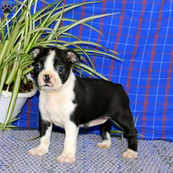 Kayla, Boston Terrier Puppy