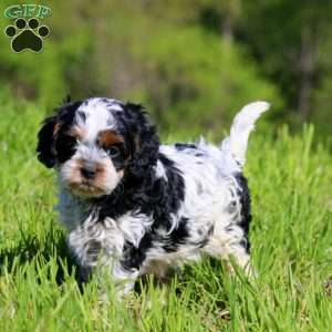 Kayla, Cavapoo Puppy