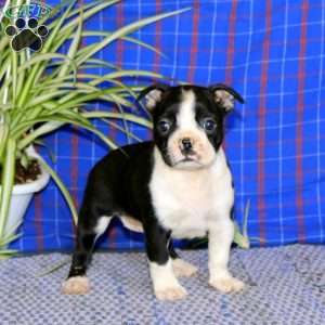 Kayla, Boston Terrier Puppy