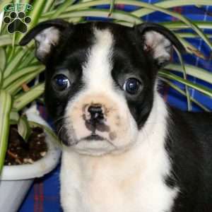 Kayla, Boston Terrier Puppy