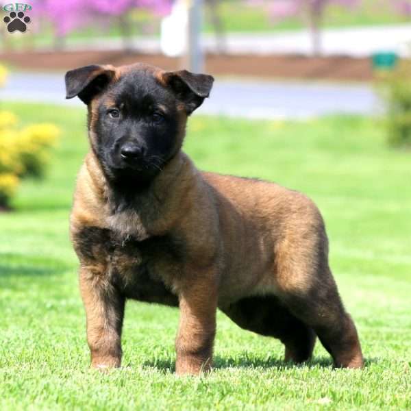 Kayson, Belgian Malinois Puppy