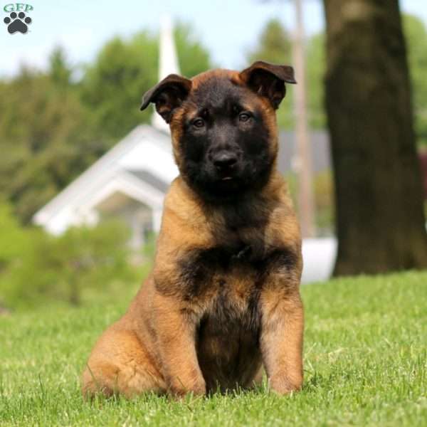 Kayson, Belgian Malinois Puppy