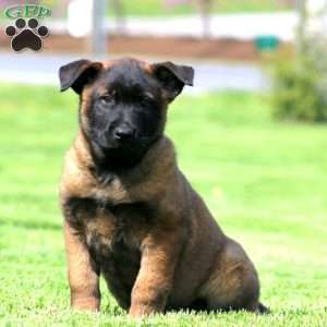 Kayson, Belgian Malinois Puppy