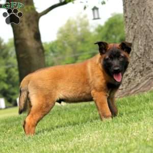 Kayson, Belgian Malinois Puppy