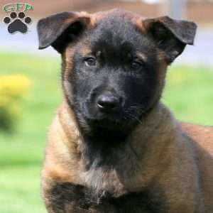 Kayson, Belgian Malinois Puppy