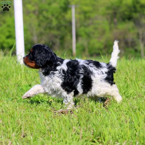 Kelly, Cavapoo Puppy