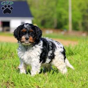 Kelly, Cavapoo Puppy