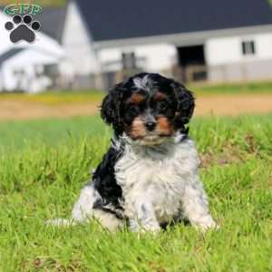Kelly, Cavapoo Puppy