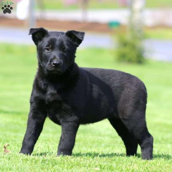 Kelsey, Belgian Malinois Puppy