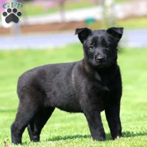 Kelsey, Belgian Malinois Puppy