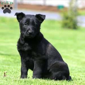 Kelsey, Belgian Malinois Puppy