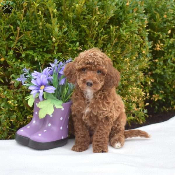 Kevin, Miniature Poodle Puppy