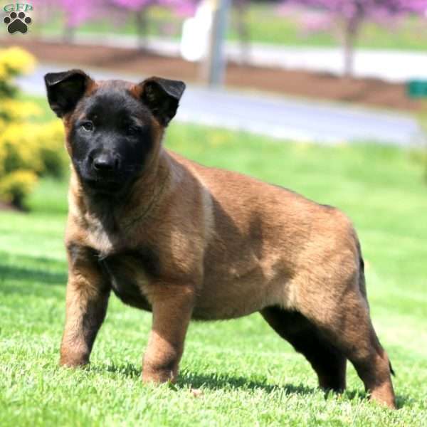 Kia, Belgian Malinois Puppy
