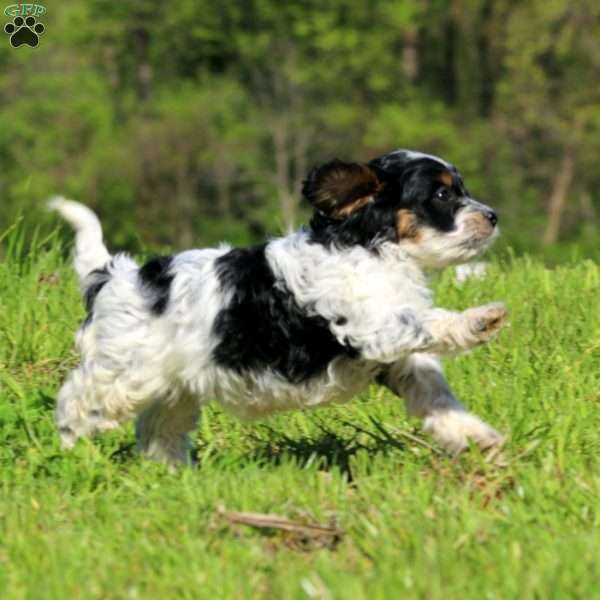 Kia, Cavapoo Puppy