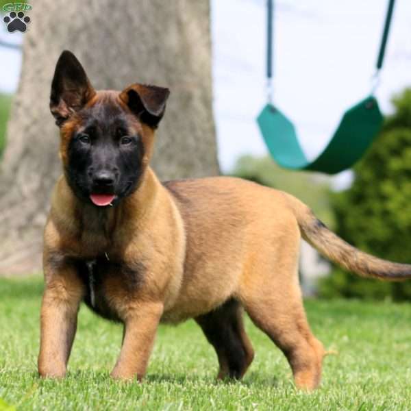 Kia, Belgian Malinois Puppy