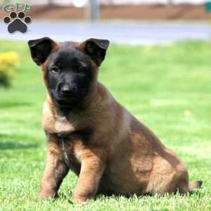 Kia, Belgian Malinois Puppy